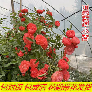 四季橙木香花苗浓香红木香花爬藤花卉黄木香重瓣四季开花