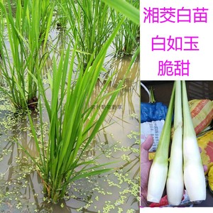 四季高笋种苗 早熟双季茭白苗 交白苗 高瓜苗 老蹲苗现挖