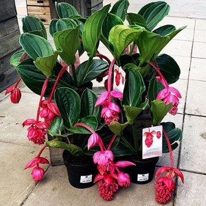 荷兰进口宝莲灯花盆栽带花苞好养易活四季花苗阳台室内绿植物花卉