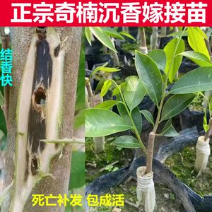 海南正宗一代白绿奇楠沉香树苗名贵嫁接苗大树盆景绿植沉香木带叶