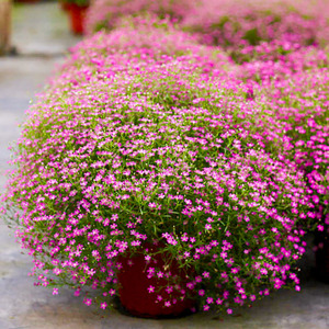 满天星盆栽带花重瓣