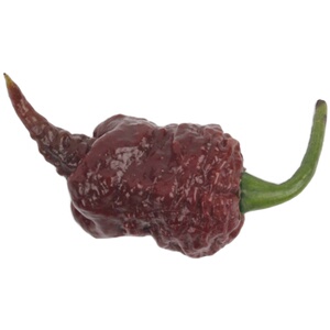 传家宝辣椒巧克力死神carolina reaper自留种10粒8元(18元包邮)