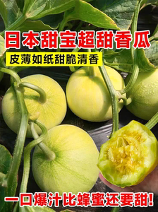 日本进口甜宝甜瓜种子约20粒4元原包分装春季早熟超高产抗病香瓜