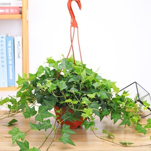 枫叶常春藤吊兰盆栽口红吊兰垂藤室内绿植爬藤易养四季常青吸甲醛