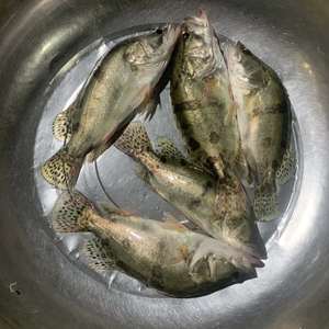 五斤包邮洪泽湖野生桂鱼鳜鱼季花鱼清蒸桂鱼鲜活现杀顺丰冷链生鲜