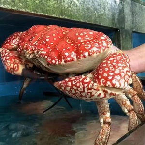 巨型图氏蟹能长多大图片