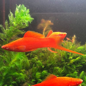 红剑鱼高凡朱砂红箭燕尾虹剑红玛丽热带淡水观赏鱼小型胎生鱼活体