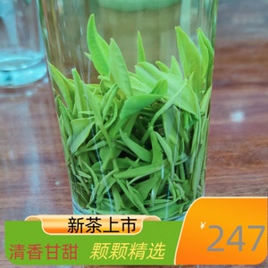 2023年保康绿茶明前松针龙井扁平光滑鲜嫩清香甘甜云雾茶罐装500g