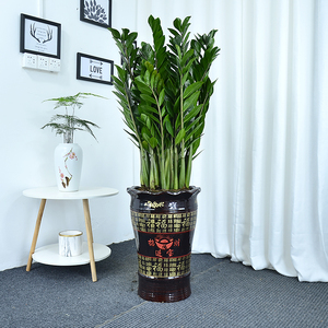 室内大盆植物金钱树