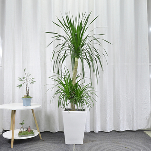 884人付款淘宝龙须树大型多头造型老桩盆栽龙血树铁树盆