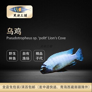 观赏鱼淡水鱼热带鱼三湖慈鲷坦鲷马鲷维鲷岩栖乌鸡