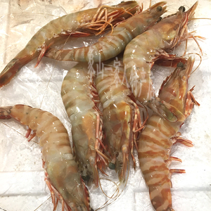 大明虾鲜活4斤