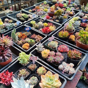 可乐刚哥多肉植物 一物一拍