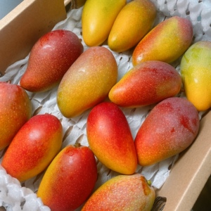 806829人付款淘宝海南贵妃芒大芒果当季新鲜水果9斤现摘整箱树上熟10