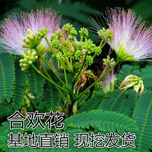 合欢树苗 绒花树苗 芙蓉花树苗小苗 庭院别墅种植 绿化工程苗木