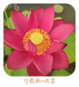 【碗莲北京红】碗莲北京红品牌,价格 - 阿里巴巴