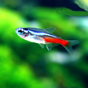 宝莲灯鱼红绿灯鱼孔雀鱼斑马鱼小金鱼胎生小型热带鱼观赏鱼淡水鱼