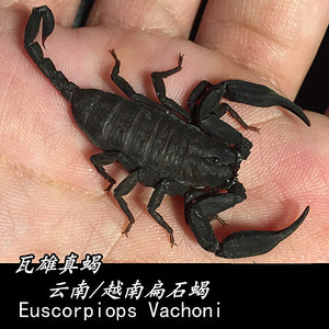 【瓦雄真蝎】6-7cm左右成体 云南/越南扁石蝎新手宠物蝎子可群养
