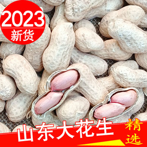 2023年新鲜生花生带壳晒干新鲜粉皮3山东农家新货种子5斤原味种籽