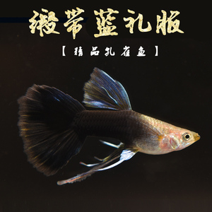 孔雀鱼孔雀鱼孔雀鱼纯种蓝礼服 缎带蓝礼服精品 怀孕母鱼缎带母鱼