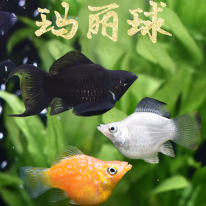 胎生鱼胎生鱼活体玛丽玛丽球型玛丽鱼金球银球黑球玛丽鱼活体包邮