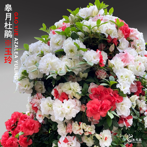 玉玲皋月杜鹃稀有名贵品种老桩盆景花卉盆栽阳台庭院耐寒好养树苗