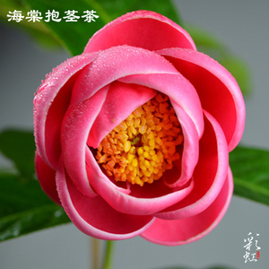 茶花盆栽四季海棠越南抱茎茶四季开花名贵品种室内外阳台种植花卉