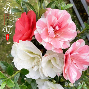 hodo红豆红豆缘专卖店天猫红豆园艺安库杜鹃花盆栽老桩阳台耐寒常绿