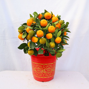 四季金桔盆栽花卉绿植带果发货客厅办公桌阳台