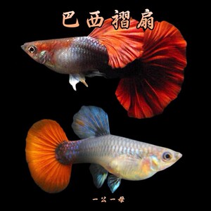 000人付款淘宝巴西红扇 巴西180度红褶扇 巴西折扇 观赏鱼 孔雀鱼