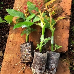 10棵玫瑰杯苗带土球月季种苗四季绿植阳台盆栽庭院地栽易活多色