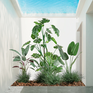 室内植物大盆栽组合