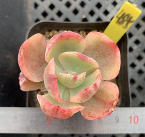 肉肉多肉植物小盆栽绿植新手花卉 夕阳牡丹锦 一物一拍 覆轮锦