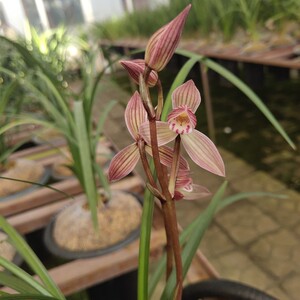 云南莲瓣兰滇西红韵精品兰花名贵花卉家庭鲜花室内绿植盆栽