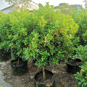 老桩大棵 米兰花盆栽树苗植物室内花苗浓香型四季开花米仔兰