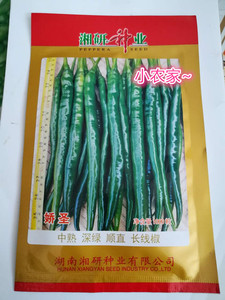 隆平高科湘研种业 娇圣辣椒 辣椒种子蔬菜 长线椒 高产 顺直 深绿