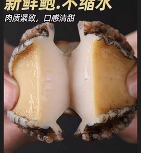 12头特大号鲜活大鲍鱼新鲜冷冻个大鲜活海捕超大鲍鱼活体31斤装