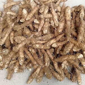 姜薯潮汕特产大溪新鲜姜茨(中个)当天挖发货煲汤香糯1份500g包邮