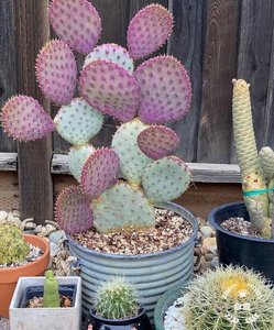 稀有紫色仙人掌 圣丽塔团扇opuntiasantarita大株