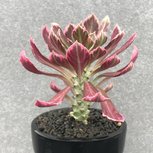 尚野园艺 多肉植物 翡翠阁锦 一物一拍 大戟科仙人球仙人柱仙人掌