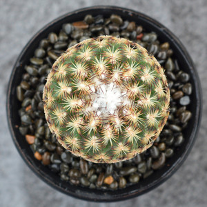 尚野园艺 伊莎贝拉 一物一拍娇丽球属turbinicarpus ysabelae多肉