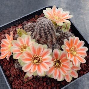 尚野园艺 胡萝卜宝山中间丽花 开花复色仙人球多肉植物组合盆栽