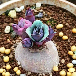 尚野园艺 玫瑰大戟 狼毒大戟一物一拍 稀有快根多肉植物 室内盆栽