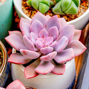 多肉植物黛比经典品种粉色控型小老桩多头群生盆栽肉嘟嘟满25包邮