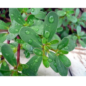 印兔沫沫 250毫升马齿苋纯露