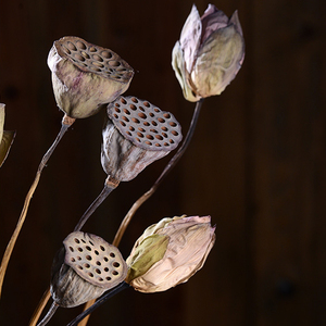 天然荷花莲蓬干花花束真花风干客厅摆设高级感插花寓意好禅意莲花