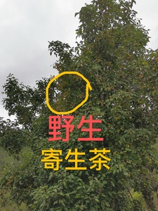 桑寄生茶野生松树寄生茶黄皮树寄生茶植物龙眼树寄生杨桃树寄生草