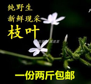 白花丹百花丹白雪花千里及乌面马一见消猛老虎千槟榔新鲜野生500g1人