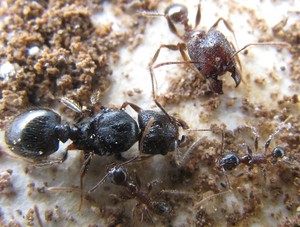 【大头蚂蚁】大头蚂蚁品牌,价格 - 阿里巴巴