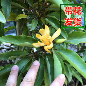 【黄果兰树室内】黄果兰树室内品牌,价格 - 阿里巴巴